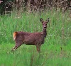 Goedkoopste mazout