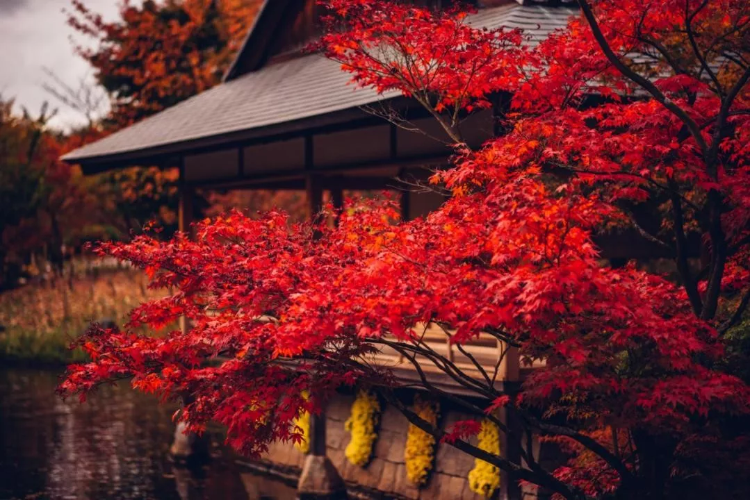 Japanse tuin Hasselt